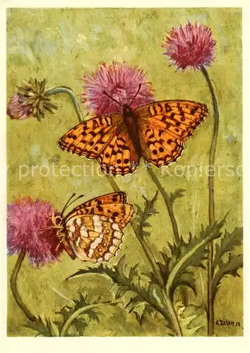 AK / Ansichtskarte 73817046 Schmetterlinge Nymphalidae Argynnis adippe L. Perlmutterfalter Kuenstlerkarte 