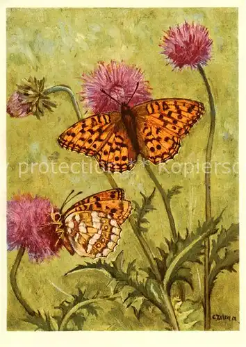 AK / Ansichtskarte  Schmetterlinge Nymphalidae Argynnis adippe L. Perlmutterfalter Kuenstlerkarte 