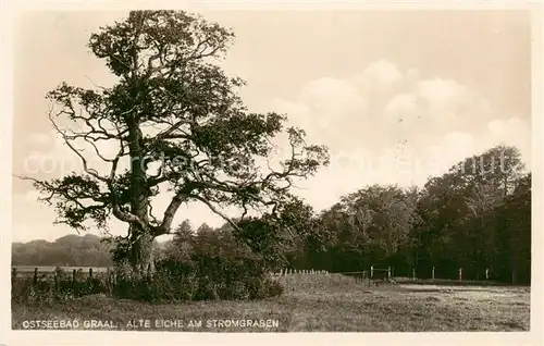 AK / Ansichtskarte  Graal-Mueritz_Ostseebad Alte Eiche am Stromgraben Graal-Mueritz_Ostseebad