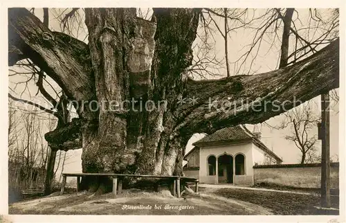 AK / Ansichtskarte Bremgarten_AG Riesenlinde Bremgarten AG