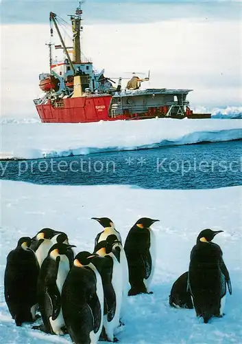 AK / Ansichtskarte 73822740 Pinguin Kaiser Pinguine vor der Polarqueen 
