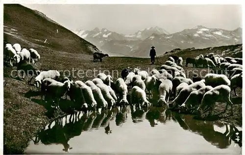 AK / Ansichtskarte Parsenn Bergseeli Schafherde Parsenn