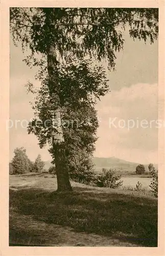 AK / Ansichtskarte 73823392 Riesengebirge_Schlesischer_Teil Alter Baum 