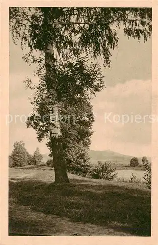 AK / Ansichtskarte  Riesengebirge_Schlesischer_Teil Alter Baum 