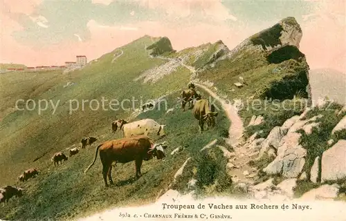 AK / Ansichtskarte Rochers_de_Naye Troupeau de Vaches Rochers_de_Naye