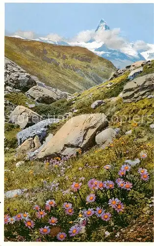 AK / Ansichtskarte Zermatt_VS Fluhalp mit Aster alpinus Zermatt_VS