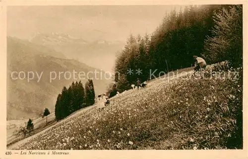 AK / Ansichtskarte Montreux__VD Les Narcisses a Montreux 