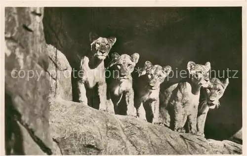 AK / Ansichtskarte  Loewe Carl Hagenbecks Tierpark Stellingen Hamburg Loewenschlucht 