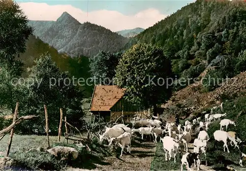 AK / Ansichtskarte Vallee_de_Munster La Vallee de la Wormsa Troupeau de chevres Vallee_de_Munster