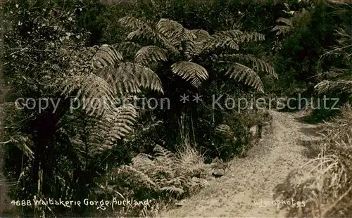 AK / Ansichtskarte  Auckland_NZ Waitakerie George Auckland 