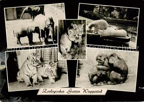 AK / Ansichtskarte Wuppertal Zoologischer Garten Elefanten Tiger Eisbaeren Affen Wuppertal