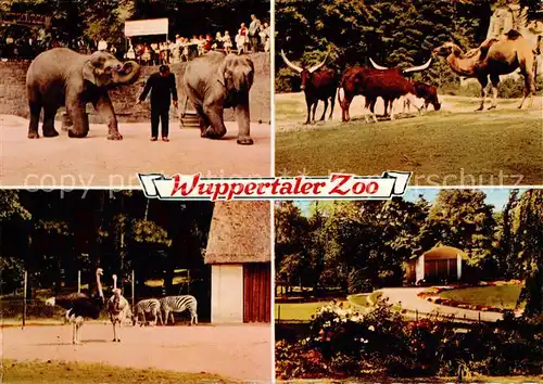 AK / Ansichtskarte Wuppertal Zoo Elefanten Zebras Strausse Kamel Longhornrinder Wuppertal