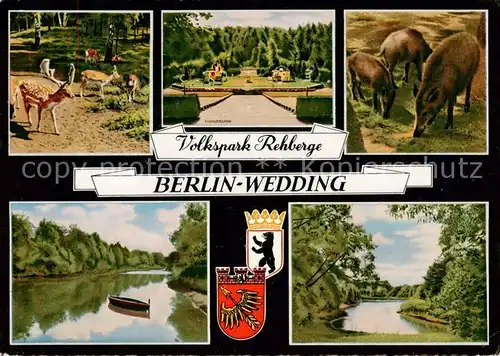 AK / Ansichtskarte Wedding Volkspark Rehberge Damhirsche Wildschweine Parkpartien Wedding