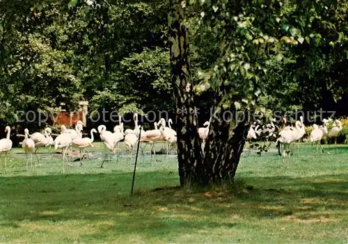AK / Ansichtskarte Gelsenkirchen Flamingo Wiese im Ruhr Zoo Gelsenkirchen
