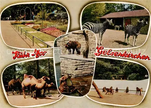 AK / Ansichtskarte Gelsenkirchen Ruhr Zoo Zebras Baerengehege Kamele Affen Gelsenkirchen