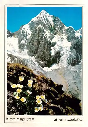 AK / Ansichtskarte Koenigspitze_3860m_Gran_Zebru_Ortlergruppe_Dolomiti_IT Ortlergruppe 