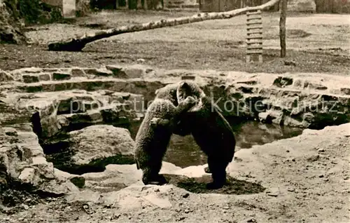 AK / Ansichtskarte 73835641 Torgau Im Baerengehege von Schloss Hartenfels Torgau