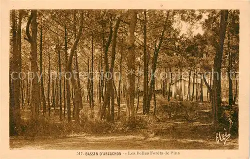 AK / Ansichtskarte Bassin_d_Arcachon Le belles forets de pins Bassin_d_Arcachon