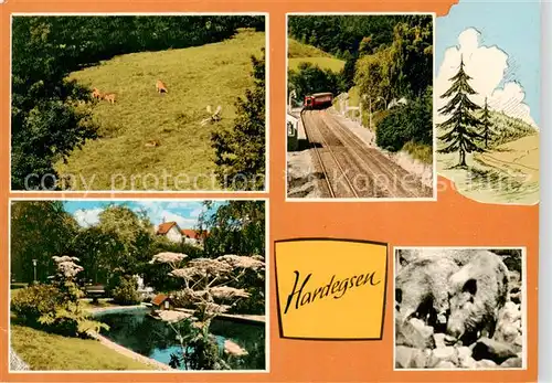 AK / Ansichtskarte Hardegsen Weidevieh Bahn Teich Wildpark Hardegsen