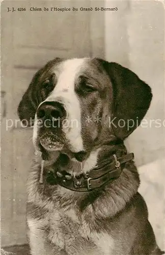 AK / Ansichtskarte 73841342 Hunde J.J. Nr.4256 Chien de L Hospice du Grand St Bernard 