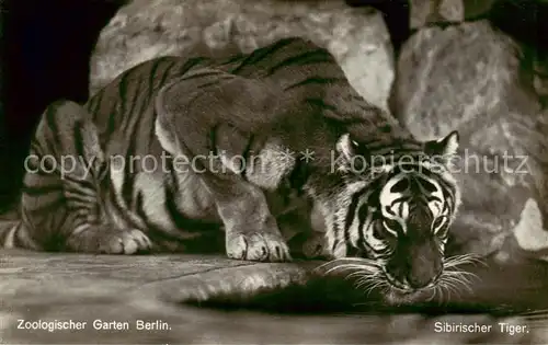 AK / Ansichtskarte 73841347 Tiger Sibirischer Tieger Zoologischergarten Berlin 