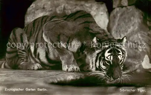 AK / Ansichtskarte  Tiger Sibirischer Tieger Zoologischergarten Berlin 