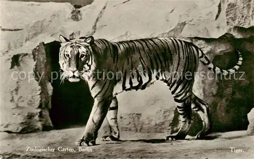 AK / Ansichtskarte  Tiger_Tiere Zoologischer Garten Berlin 