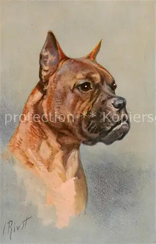 AK / Ansichtskarte 73841351 Hunde Boxer IRivst Nr. 101 