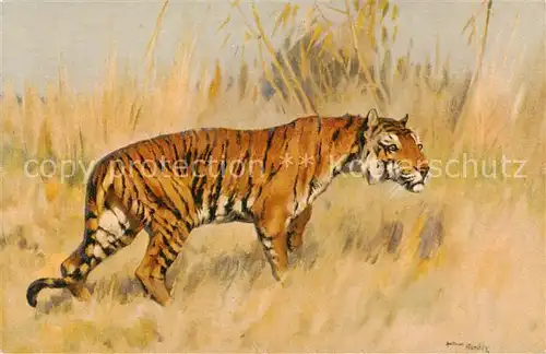 AK / Ansichtskarte Tiger_Tiere STZF Nr 121 Tigere  