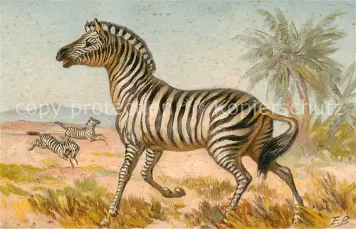 AK / Ansichtskarte Zebra Zebras 