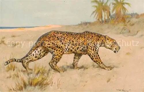 AK / Ansichtskarte Tiere Leopard 