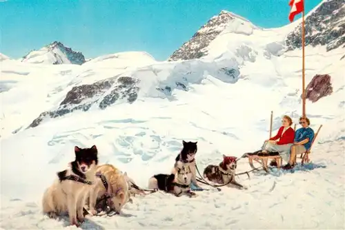 AK / Ansichtskarte Jungfraujoch_3457m_BE Hundeschlittengespann 