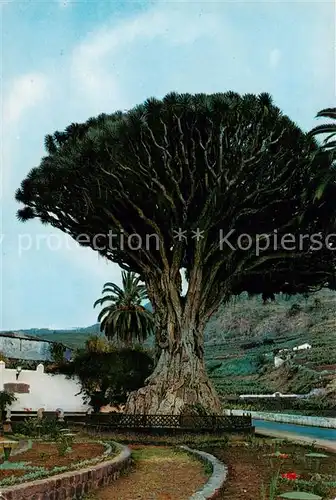 AK / Ansichtskarte Baeume_Trees_Arbres_Arboles Icod de los Vinos Tenerife Drago Milenario 