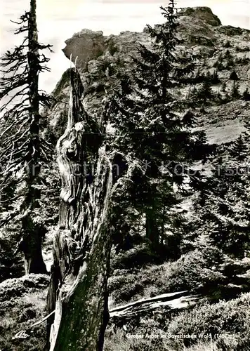 AK / Ansichtskarte Baeume_Trees_Arbres_Arboles Wetterfichten auf dem Grossen Arber Bayerischer Wald 