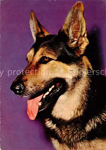 AK / Ansichtskarte Hunde Schaeferhund Messeplatz Frankfurt 