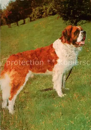 AK / Ansichtskarte Hunde Bernhardiner 