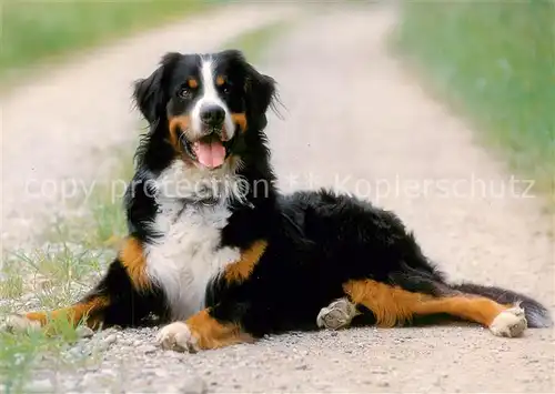 AK / Ansichtskarte Hunde Berner Sennenhund 