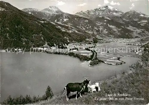 AK / Ansichtskarte  Poschiavo_GR Lago di Poschiavo Le prese con Pizzo Verona 