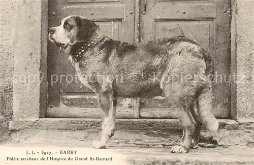 AK / Ansichtskarte  Hunde J.J-8927 Barry  