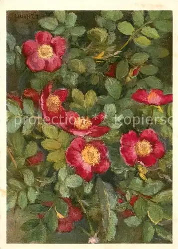 AK / Ansichtskarte 73847729 Blumen Rosaceae Alpen Heckenrose 