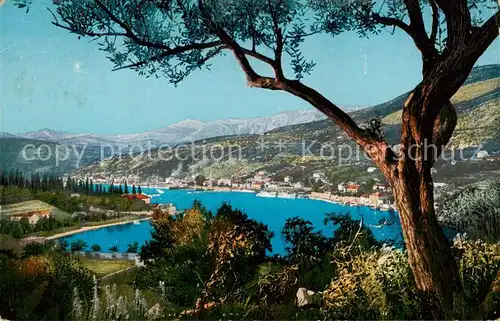 AK / Ansichtskarte  Gravosa_Gruz_Croatia Panorama mit oelbaum 