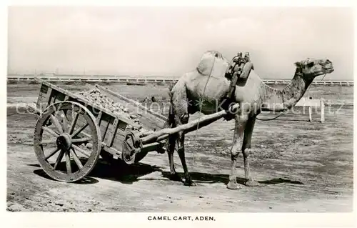 AK / Ansichtskarte 73854347 Aden_Jemen Camel Cart 