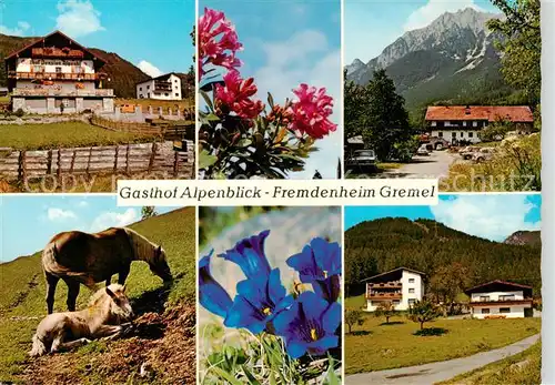 AK / Ansichtskarte 73857298 Aschland_Obsteig_Tirol_AT Gasthof Alpenblick Fremdenheim Gremel Alpenflora Haflinger Pferde 