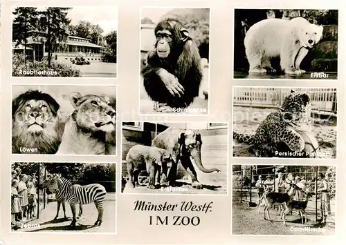 AK / Ansichtskarte 73857781 Muenster__Westfalen Raubtierhaus Loewen Zebras Schimpanse Elefanten Eisbaer Panther Damhirsche 