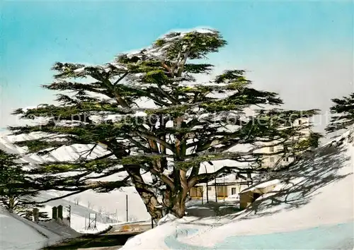 AK / Ansichtskarte  Liban_Le Les Cedres Liban_Le