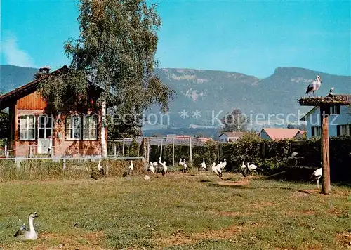 AK / Ansichtskarte  Altreu_Selzach Schweizer Vogelwarte Sempach Altreu Selzach