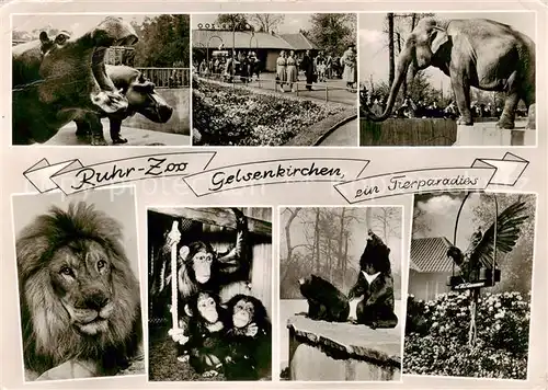 AK / Ansichtskarte 73865762 Gelsenkirchen Ruhr Zoo Flusspferde Elefanten Loewen Schimpansen Baeren Adler Gelsenkirchen