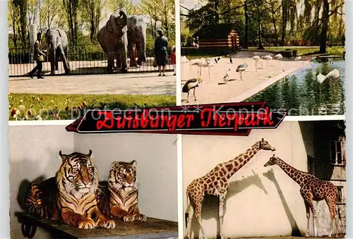 AK / Ansichtskarte  Duisburg__Ruhr Tierpark Duisburg Flamingos Elefanten Giraffen Tiger 