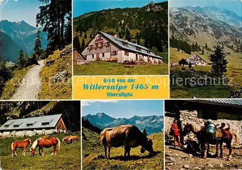 AK / Ansichtskarte  Hindelang Willersalpe Allgaeuer Alpen Haflinger Pferde Almvieh Hindelang