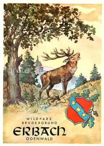 AK / Ansichtskarte  Erbach_Odenwald Wildpark Brudergrund Kuenstlerkarte Erbach Odenwald